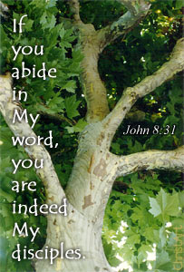 John8_31.jpg